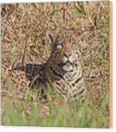 Jaguar Watching Wood Print