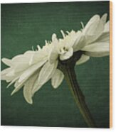 Leucanthemum Highland White Dream #1 Wood Print