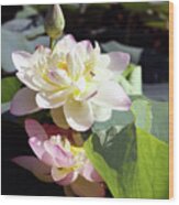 Lotus In Bloom Wood Print