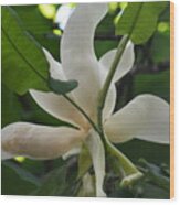 Magnolia Macrophylla #1 Wood Print