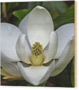 Magnolia #1 Wood Print