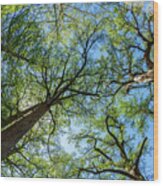 Majestic Cypress Trees Wood Print