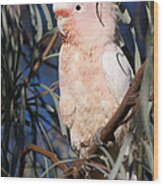 Major Mitchells Cockatoo #1 Wood Print