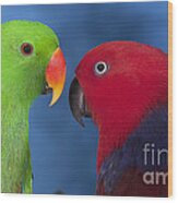 Male And Female Eclectus Parrots #1 Wood Print