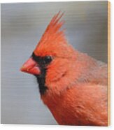 Male Cardinal #1 Wood Print