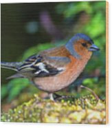 Male Common Chaffinch Bird, Fringilla Coelebs #1 Wood Print