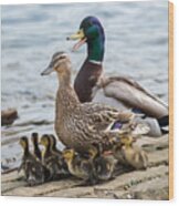 Mallard Duck Family  #1 Wood Print