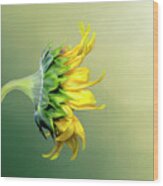 Maria's Sunflower #1 Wood Print