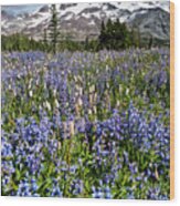 Meadow Of Lupine Near Mount Rainier Wood Print