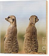 Meerkat Suricata Suricatta #1 Wood Print