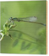 Morning Impression With Blue Dragonfly #1 Wood Print