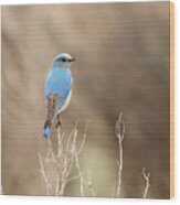 Mountain Bluebird #10 Wood Print