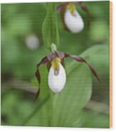 Mountain Lady Slipper Orchids #1 Wood Print