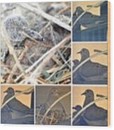 Mourning Dove Collage #2 Wood Print