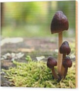 Mushroom Cluster #1 Wood Print