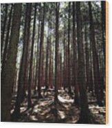 杉林
#forest #cedar #cedars #森 #1 Wood Print