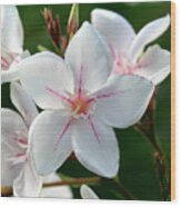 Oleander Harriet Newding  2 Wood Print