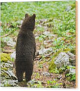 One Year Old Brown Bear In Slovenia #1 Wood Print