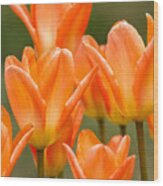 Orange Tulips #1 Wood Print