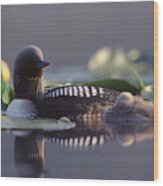 Pacific Loon Gavia Pacifica Parent #1 Wood Print