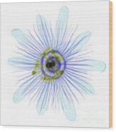 Passion Flower, X-ray #5 Wood Print
