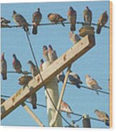 Pigeons On A Telephone Pole #2 Wood Print