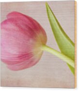 Pink Tulip #2 Wood Print