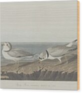 Piping Plover #1 Wood Print