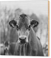 Portrait Of A Dairy Cow In The Rain Stowe Vermont Wood Print