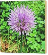 Purple Chive Flower. #purple #chive #1 Wood Print