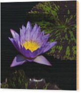 Purple Lotus Waterlily #4 Wood Print