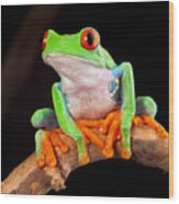 Red Eyed Tree Frog #1 Wood Print