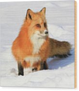 Red Fox #1 Wood Print