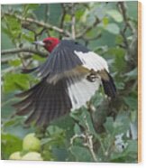 Red-headed Woodpecker Wood Print