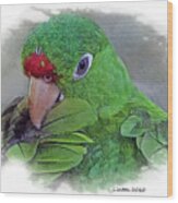 Red Lored Parrot #1 Wood Print