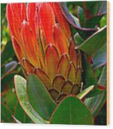 Red Protea #1 Wood Print