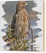 Red-shouldered Hawk #1 Wood Print