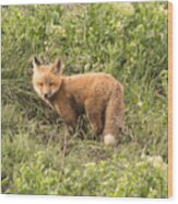 Red Tailed Fox Kit #3 Wood Print