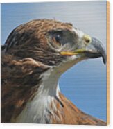 Red-tailed Hawk #1 Wood Print