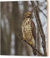 Red Tailed Hawk #1 Wood Print