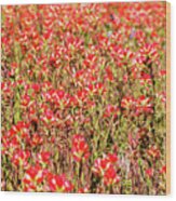 Red Texas Wildflowers #1 Wood Print