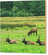Roosevelt Elk #1 Wood Print