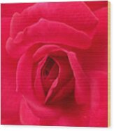 Rose #1 Wood Print