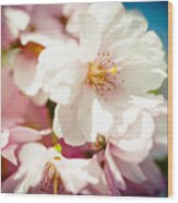 Sakura Blossoms Pink Cherry Artmif.lv #1 Wood Print