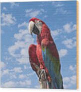 Scarlet Macaw #2 Wood Print