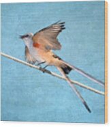 Scissor-tailed Flycatcher #1 Wood Print