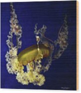 Sea Nettle Jellies #1 Wood Print