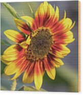 Sunflower 2018-1 Wood Print
