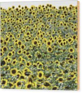 Sunflowers Mattituck New York #1 Wood Print
