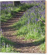 Norfolk, England Sunrise Path Through Bluebell Woods Wood Print